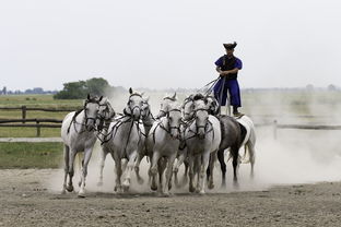 kaiyun体育综合-马术运动进校园课程体系初步建立，马术走进校园合作方案